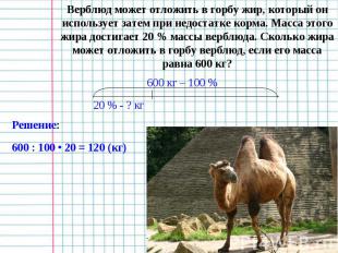 Верблюд может отложить в горбу жир, который он использует затем при недостатке к