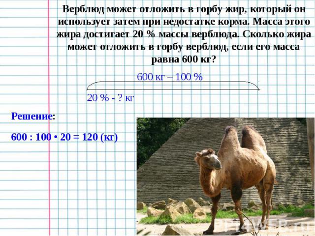 Верблюд может отложить в горбу жир, который он использует затем при недостатке корма. Масса этого жира достигает 20 % массы верблюда. Сколько жира может отложить в горбу верблюд, если его масса равна 600 кг?
