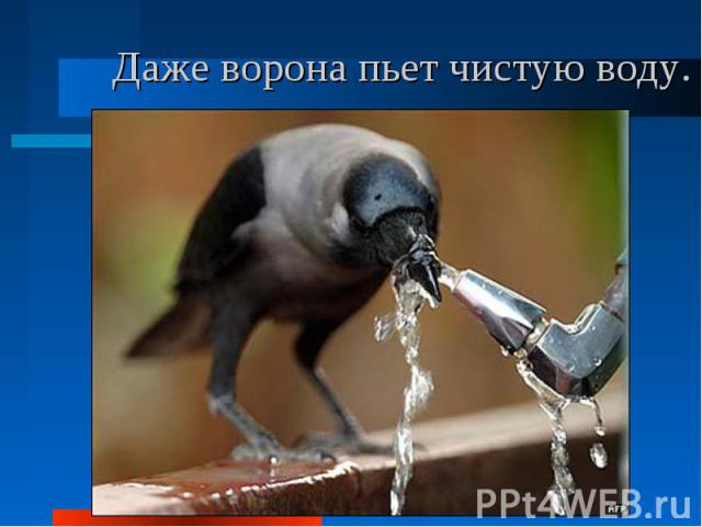 Даже ворона пьет чистую воду.