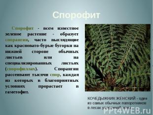 СпорофитСпорофит - всем известное зеленое растение - образует спорангии, часто в