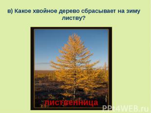 в) Какое хвойное дерево сбрасывает на зиму листву?