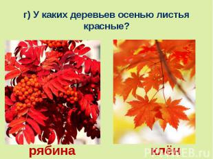 г) У каких деревьев осенью листья красные?