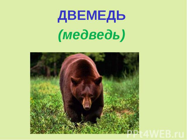 ДВЕМЕДЬ (медведь)