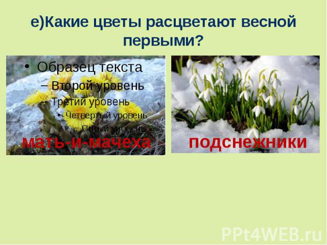 е)Какие цветы расцветают весной первыми?