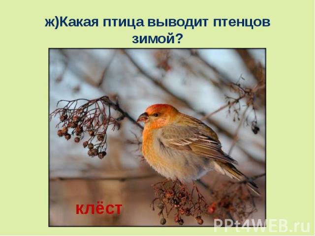 ж)Какая птица выводит птенцов зимой?