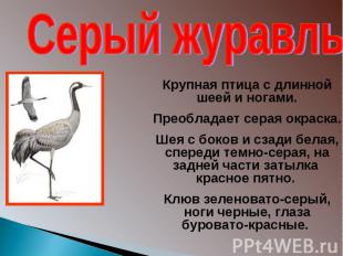 Крупная птица с длинной шеей и ногами. Преобладает серая окраска. Шея с боков и