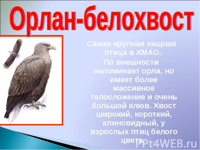 Самая крупная хищная птица в ХМАО. По внешности напоминает орла, но имеет более массивное телосложение и очень большой клюв. Хвост широкий, короткий, клиновидный, у взрослых птиц белого цвета.