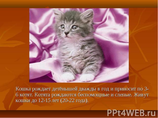 Кошка рождает детёнышей дважды в год и приносит по 3-6 котят. Котята рождаются беспомощные и слепые. Живут кошки до 12-15 лет (20-22 года).