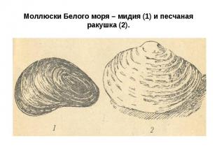 Моллюски Белого моря – мидия (1) и песчаная ракушка (2).