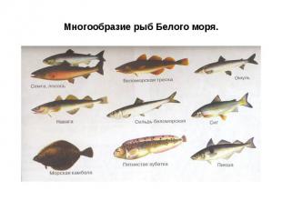 Многообразие рыб Белого моря.