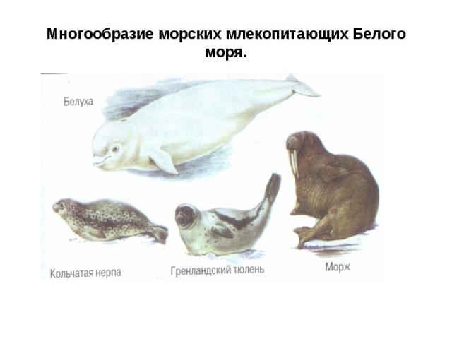 Многообразие морских млекопитающих Белого моря.