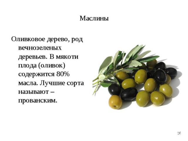 Оливковое дерево, род вечнозеленых деревьев. В мякоти плода (оливок) содержится 80% масла. Лучшие сорта называют – прованским.