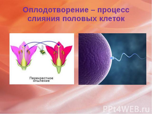 Оплодотворение – процесс слияния половых клеток