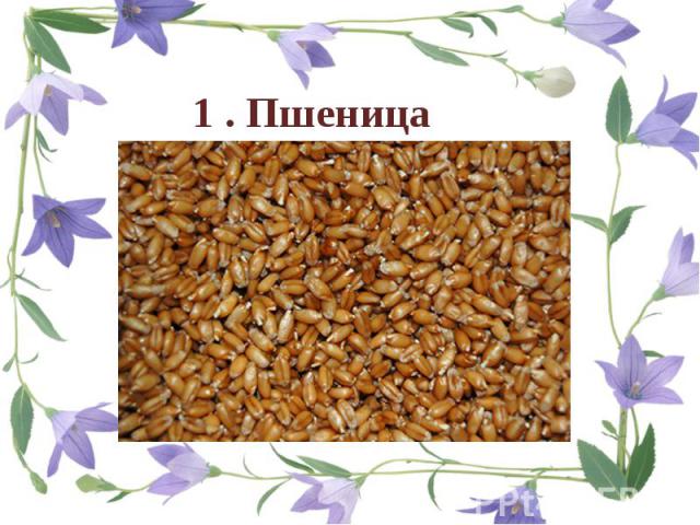 1 . Пшеница