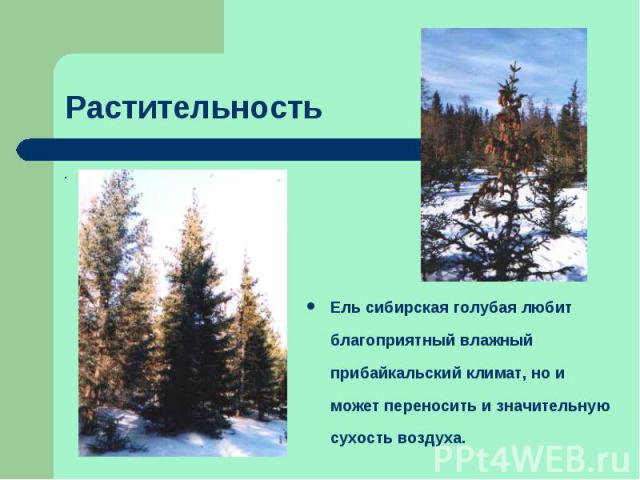 ..РастительностьЕль сибирская голубая любит благоприятный влажный прибайкальский климат, но и может переносить и значительную сухость воздуха.