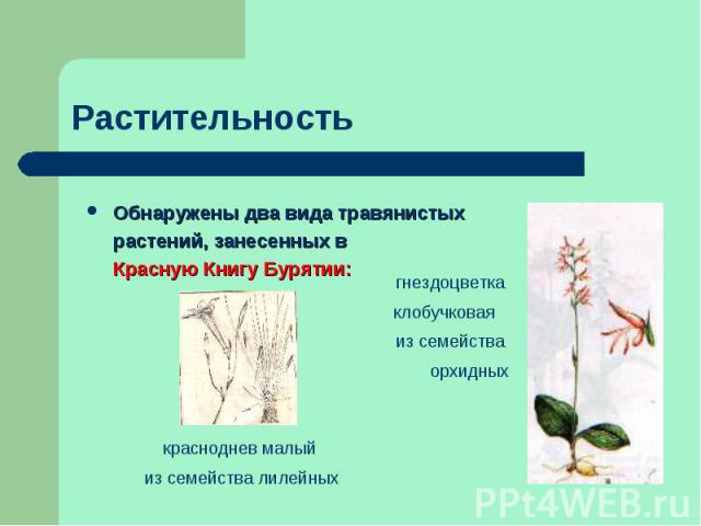 Обнаружены два вида травянистых растений, занесенных в Красную Книгу Бурятии:гнездоцветка клобучковая из семейства орхидныхкрасноднев малый из семейства лилейных