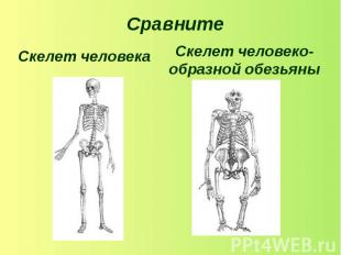 Скелет человекаСкелет человеко-образной обезьяны