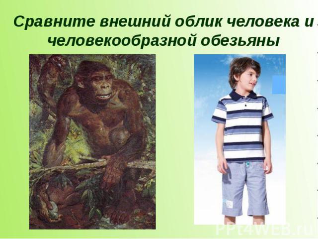 Сравните внешний облик человека и человекообразной обезьяны