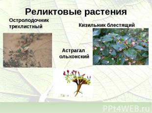 Реликтовые растенияОстролодочник трехлистный