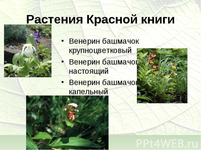 Растения Красной книгиВенерин башмачок крупноцветковыйВенерин башмачок настоящийВенерин башмачок капельный