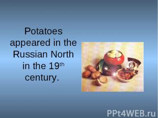 Potatoes appeared in the Russian North in the 19th century.