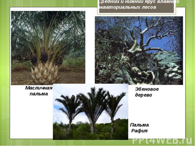 Средний и нижний ярус влажных экваториальных лесов