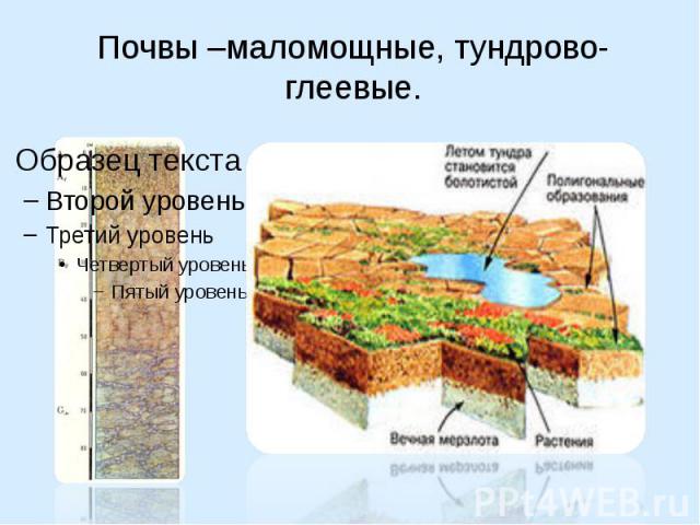 Тундрово глеевые какая природная зона. Тундрово-глеевые почвы России. Типы почв Тундровая глеевая. Тундрово-глеевые почвы природная зона. Тундрово глеевая почва почвенный Горизонт.