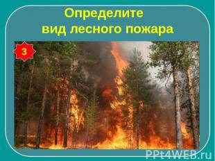 Определите вид лесного пожара