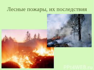 Лесные пожары, их последствия