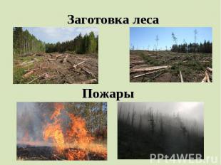 Заготовка лесаПожары