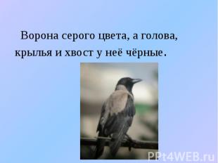 Ворона серого цвета, а голова, крылья и хвост у неё чёрные.