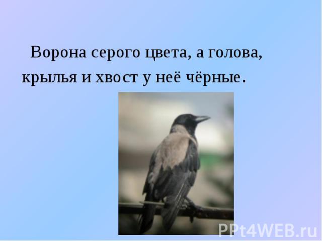 Ворона серого цвета, а голова, крылья и хвост у неё чёрные.