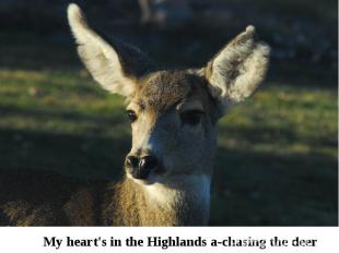 My heart's in the Highlands a-chasing the deer
