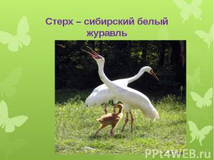 Стерх – сибирский белый журавль