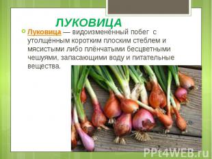 ЛУКОВИЦА Луковица&nbsp;— видоизменённый побег с утолщённым коротким плоским стеб