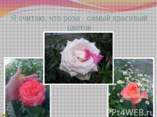 Я считаю, что роза - самый красивый цветок