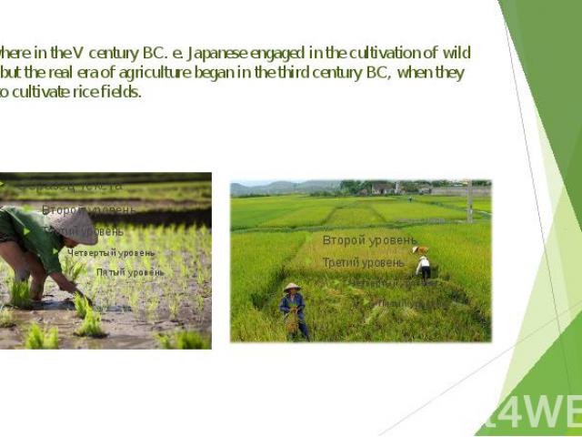 Somewhere in the V century BC. e. Japanese engaged in the cultivation of wild plants, but the real era of agriculture began in the third century BC, when they began to cultivate rice fields.