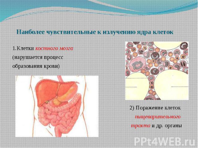 Наиболее чувствительные к излучению ядра клеток 1.Клетки костного мозга (нарушается процесс образования крови) 2) Поражение клеток пищеварительного тракта и др. органы