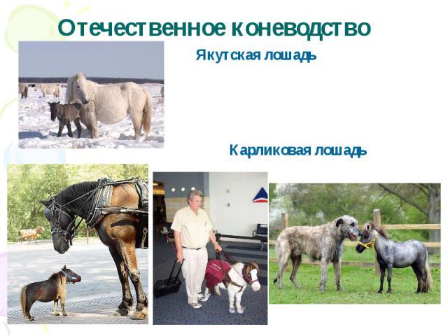 Отечественное коневодство