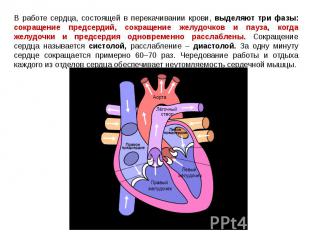 В работе сердца, состоящей в перекачивании крови, выделяют три фазы: сокращение