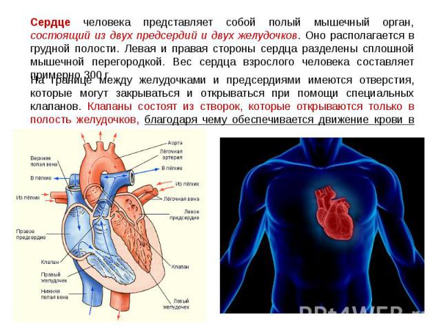 Сердце человека представляет собой полый мышечный орган, состоящий из двух предсердий и двух желудочков. Оно располагается в грудной полости. Левая и правая стороны сердца разделены сплошной мышечной перегородкой. Вес сердца взрослого человека соста…