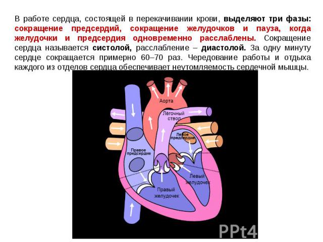 В работе сердца, состоящей в перекачивании крови, выделяют три фазы: сокращение предсердий, сокращение желудочков и пауза, когда желудочки и предсердия одновременно расслаблены. Сокращение сердца называется систолой, расслабление – диастолой. За одн…