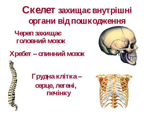Скелет захищає внутрішні органи від пошкодження