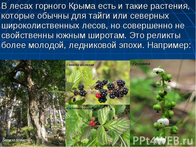 В лесах горного Крыма есть и такие растения, которые обычны для тайги или северных широколиственных лесов, но совершенно не свойственны южным широтам. Это реликты более молодой, ледниковой эпохи. Например: В лесах горного Крыма есть и такие растения…