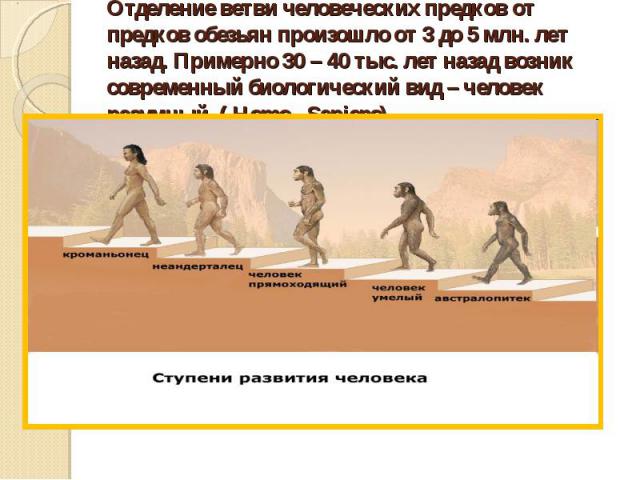 Отделение ветви человеческих предков от предков обезьян произошло от 3 до 5 млн. лет назад. Примерно 30 – 40 тыс. лет назад возник современный биологический вид – человек разумный ( Homo Sapiens)