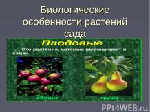 Презентация "Биологические особенности растений сада"