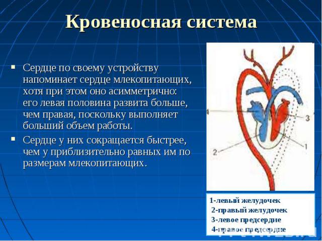 Сердце по своему устройству напоминает сердце млекопитающих, хотя при этом оно асимметрично: его левая половина развита больше, чем правая, поскольку выполняет больший объем работы. Сердце по своему устройству напоминает сердце млекопитающих, хотя п…