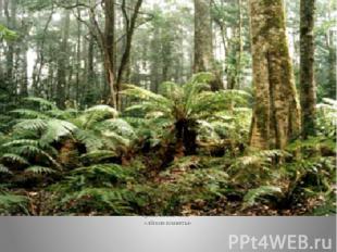 Тропические леса – «лёгкие планеты»