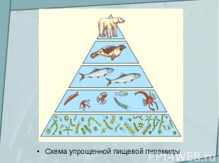 Схема упрощенной пищевой пирамиды.