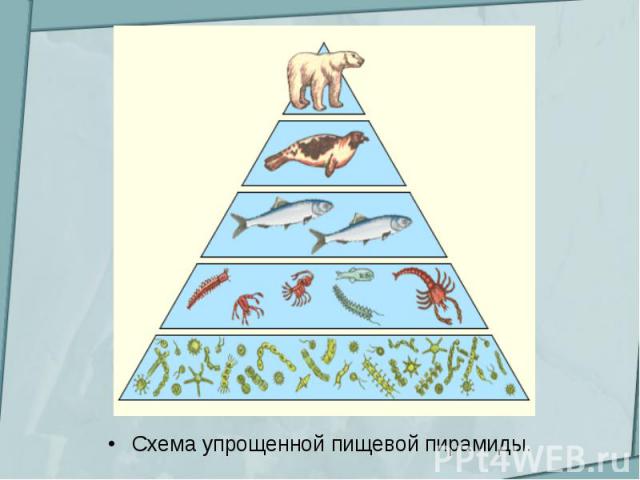 Схема упрощенной пищевой пирамиды.